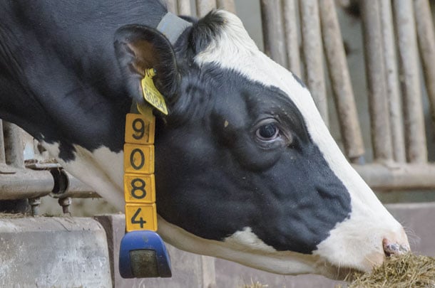 0120ca-harbers-cow-44