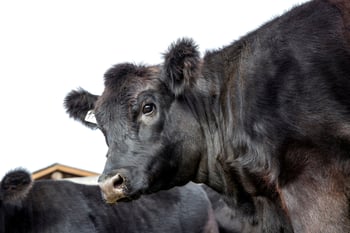 Carne x Leche: ¿Qué raza elegir?