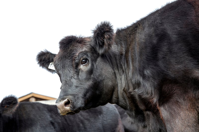 Carne x Leche: ¿Qué raza elegir?